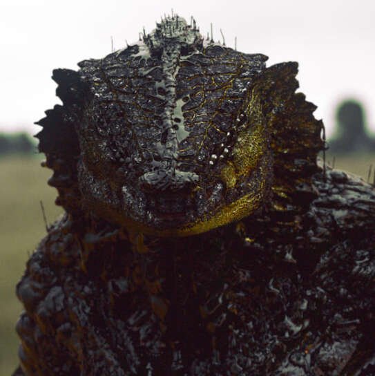 oats studios
