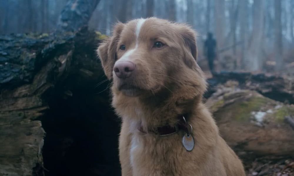 Good Boy