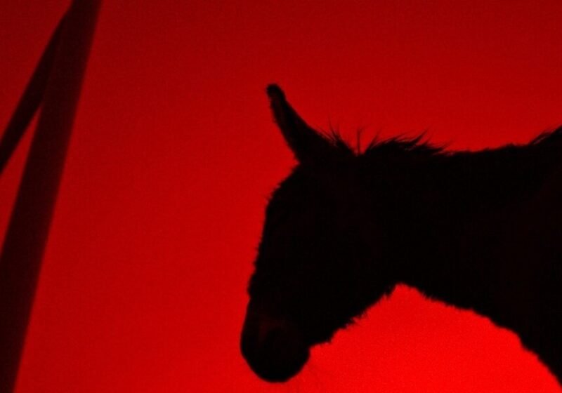 EO, la recensione su Almanacco Cinema